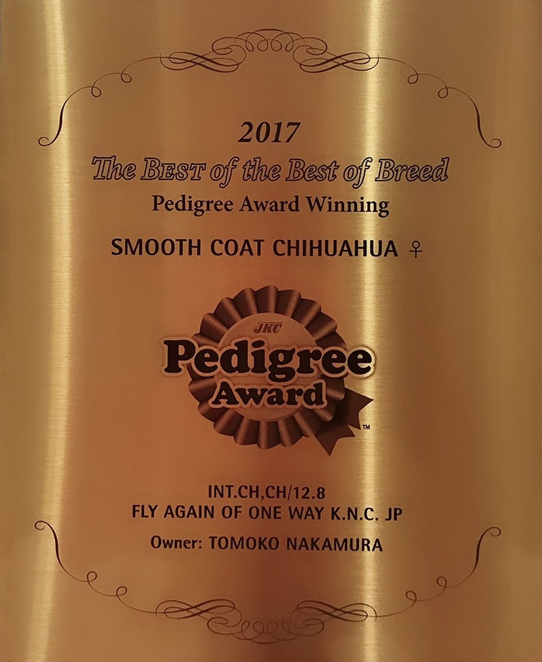 2017年 スムースコートチワワ ジャパンランキングNo.1 ペディグリーアワード受賞犬舎