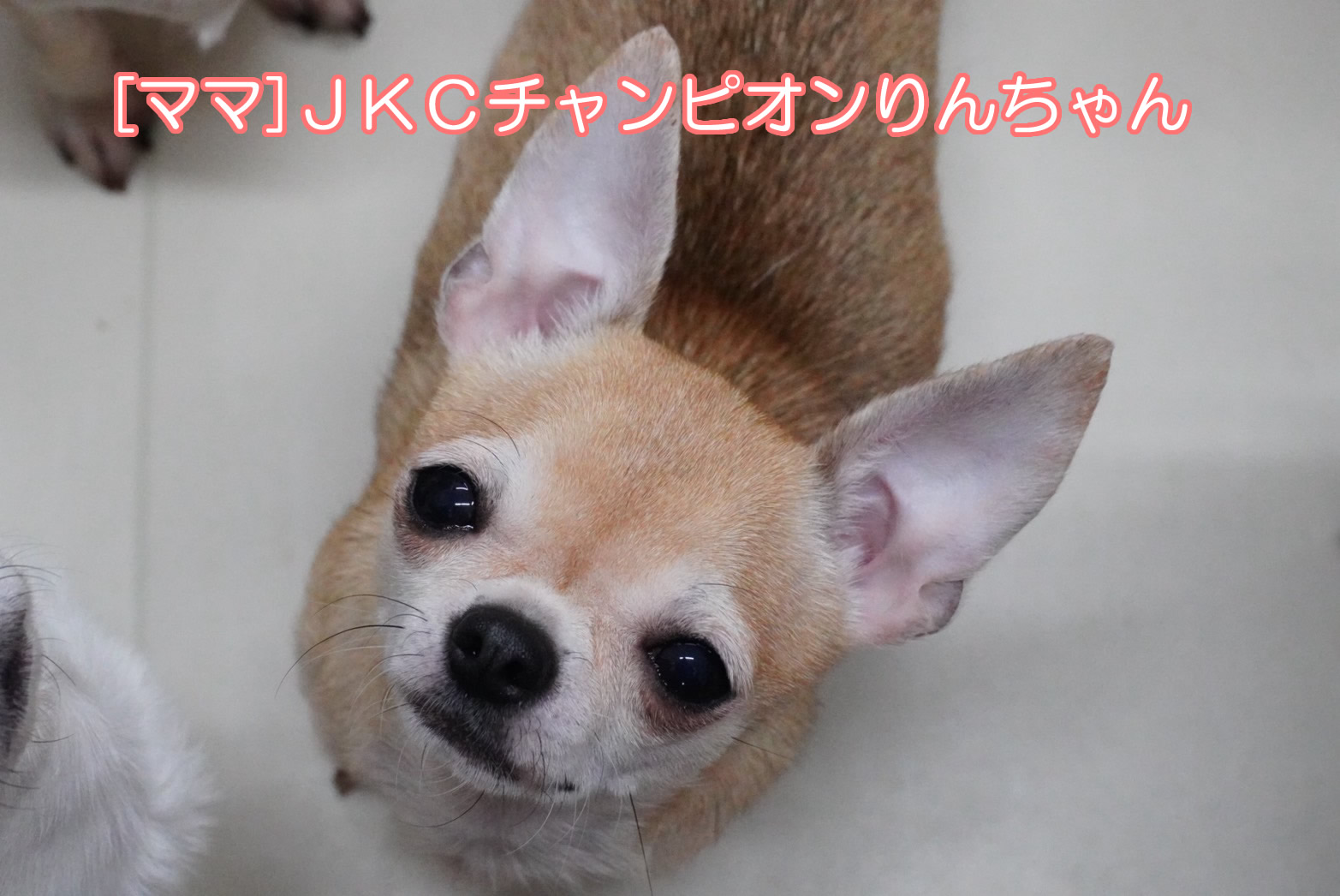 (仮名)ユキちゃん