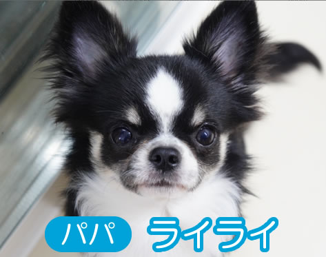 (仮名)バッハくん